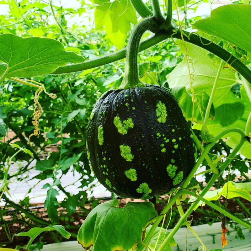 Squash, sometimes thought of as a cold-weather food, grows well in Kinane's greenhouses at Greenheart Organic Farms. Courtesy Greenheart Organic Farms