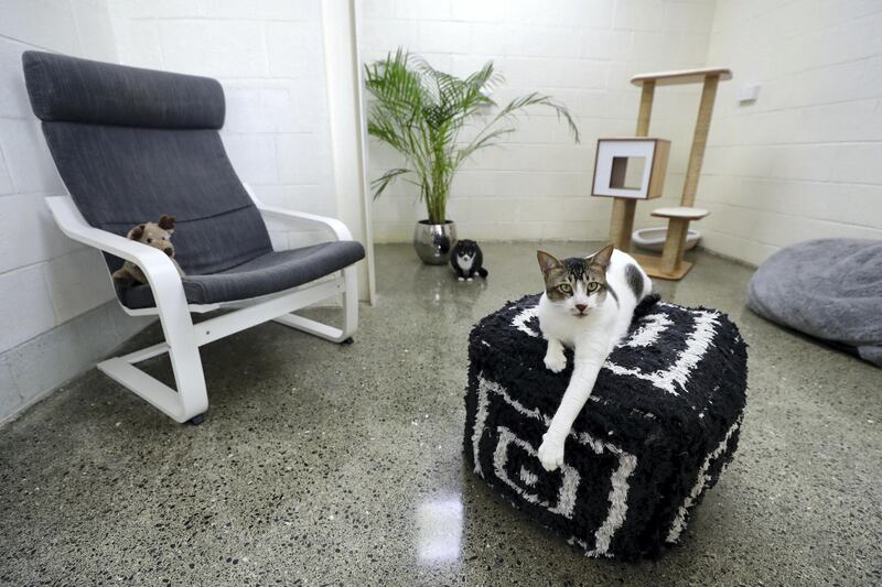 Dubai, United Arab Emirates - Reporter: Evelyn Lau. Lifestyle. Pawsome Paws in Dubai have opened a new luxury cat hotel (a place to board your cats) in Al Quoz. Thursday, March 11th, 2021. Dubai. Chris Whiteoak / The National