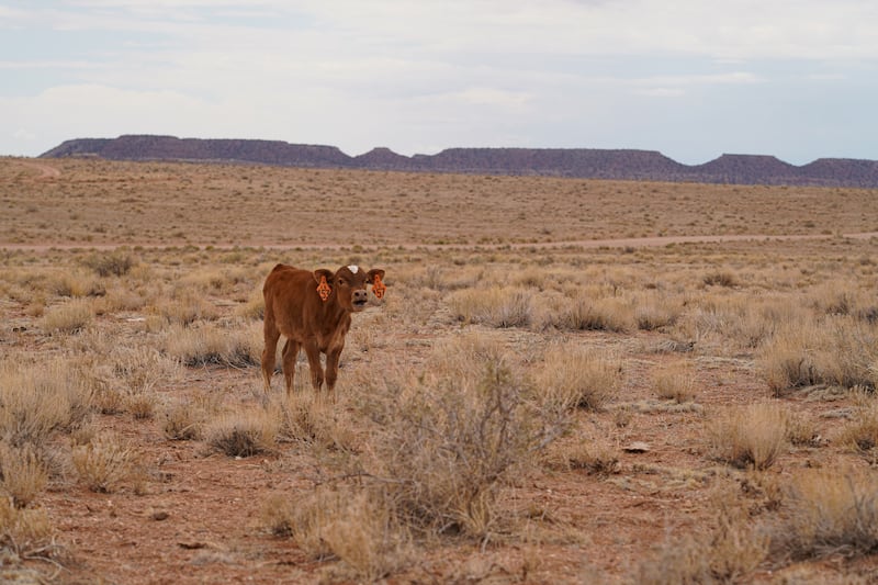 A lone cow looks for food in the the Bodaway area of the Navajo Nation reservation.