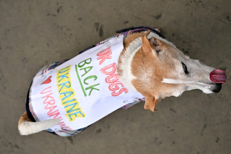 A dog wearing a jacket with the slogan "UK Dogs Back Ukraine" at a vigil in Trafalgar Square, in London. AFP