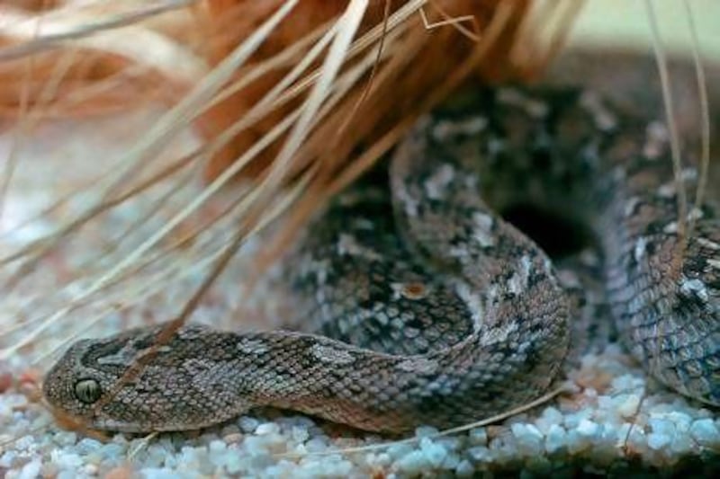 The aggressive saw-scaled viper, one of five dangerous species of snakes in Dubai, has sparked warnings from the municipality.