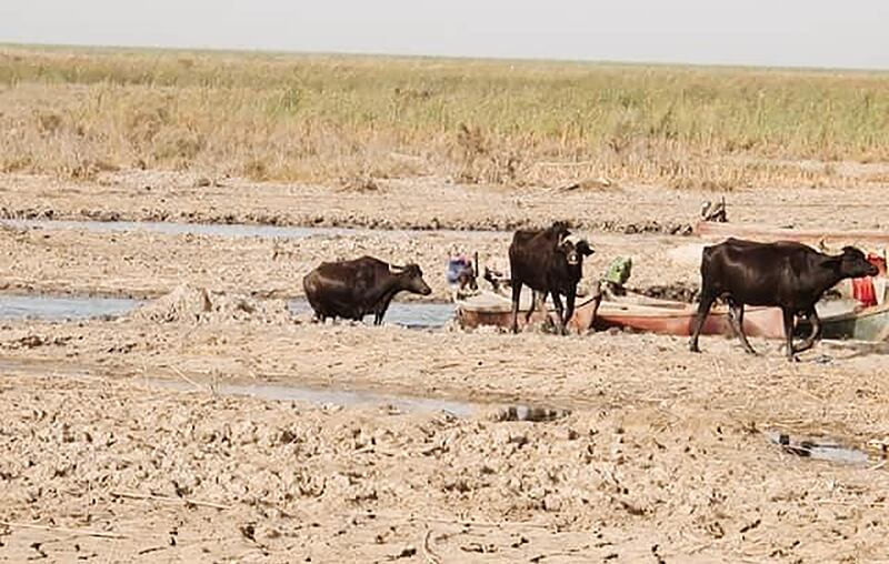 Increasing salinity levels in the water make it unsuitable for livestock and wildlife. Photo:  Jassim Al Asadi