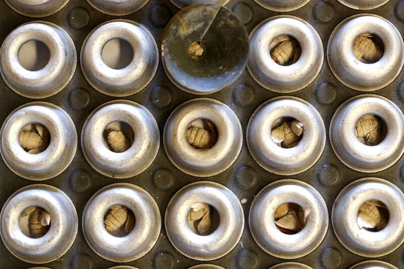 Silkmoths that have hatched out of their cocoons at the CRA research unit in Padua. Alessandro Bianchi / Reuters
