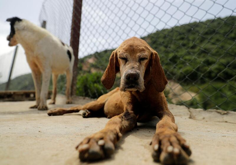 Shelters are in desperate need of donations, as the number of animals in their care continues to grow. AFP