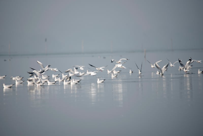 Migratory birds also make routine stops here