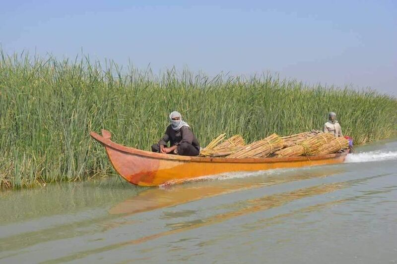 The boats used in the marshes are called mashuf. Traditionally, the mashuf is used for fishing, or to transport goods and people. Photo: Raad Al Asadi