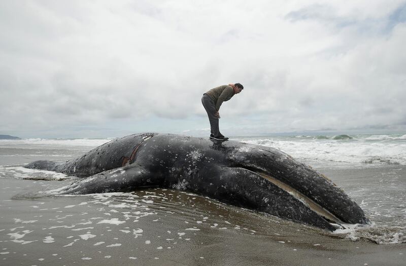 A US biologist stands atop a dead whale at Ocean Beach in San Francisco. The Marine Mammal Centre plans an autopsy to determine what killed the animal.  AP