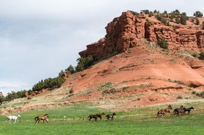 Horses at Red Reflet Ranch. Courtesy Red Reflet Ranch.