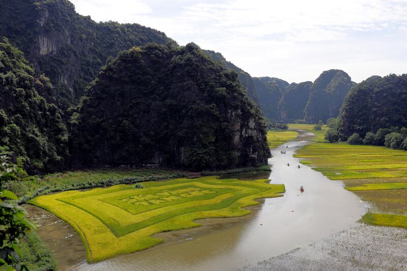 Passengers commute in tour boats passing rice fields along Ngo Dong river in Tam Coc, part of the Hoa Lu limestone mountain range in Vietnam.  EPA