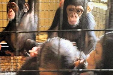 Facial recognition software is under development in the US to help identify illegally trafficked apes sold via social media. The National  