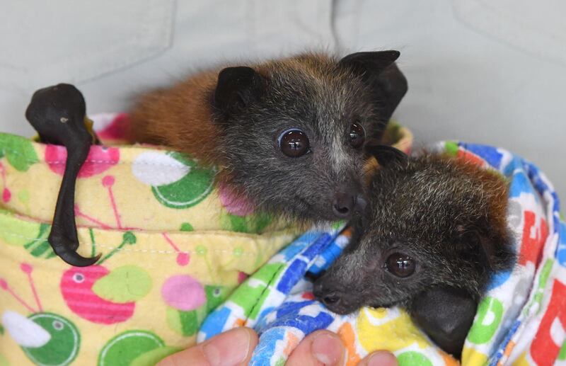 Two Grey headed Flying Foxes are being treated for bushfire injuries at the Australia Zoo Wildlife Hospital in Beerwah, Queensland, Australia. EPA
