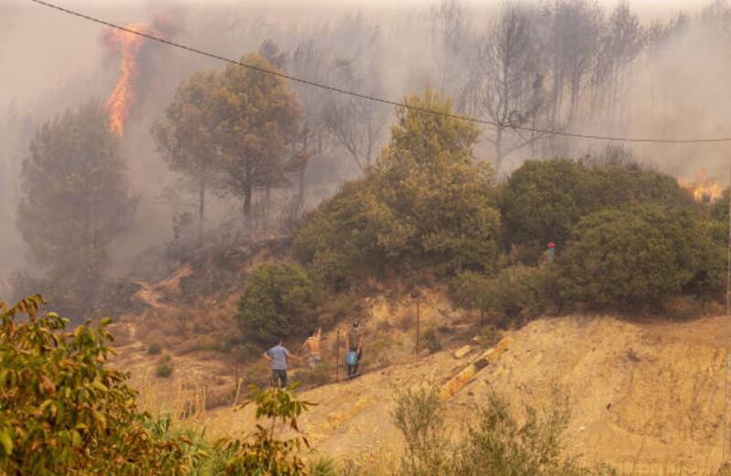 Lush green forests have been ravaged by the flames.