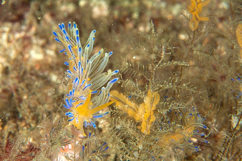 This is the first realistic image of Sakureolis kirembosa, which made it into the de facto authority guide on Indo-Pacific nudibranch. Courtesy Dragan Petkovic