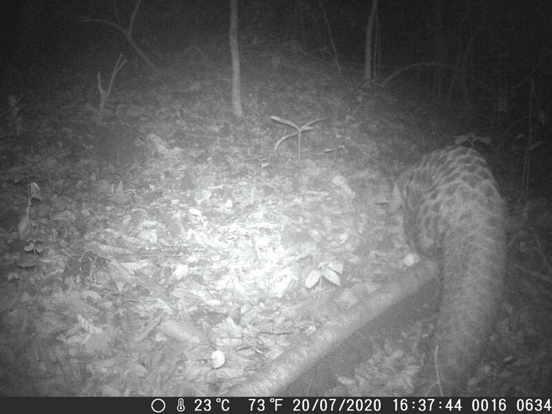 Giant pangolins pictured by camera traps in Mbam et Djerem National Park in Cameroon. The quality of the images is not brilliant, but giant pangolins are nocturnal and are very rarely photographed.courtesy:  Alain Delon Mouafo Takoune.
