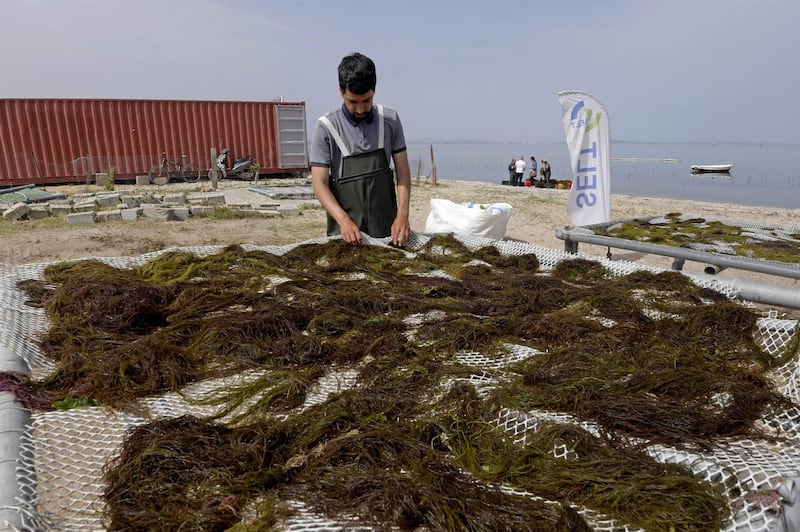 A worker processes drying, harvested red seaweed in Tunisia's northern Bizerte region. AFP