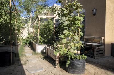 DUBAI, UNITED ARAB EMIRATES. 12 JANUARY 2021. The organic home food garden of Mohammed Al Dhuhouri, founder of Local Roots, a company that encourages sustainable organic farming. (Photo: Antonie Robertson/The National) Journalist: David Tusing. Section: Business.