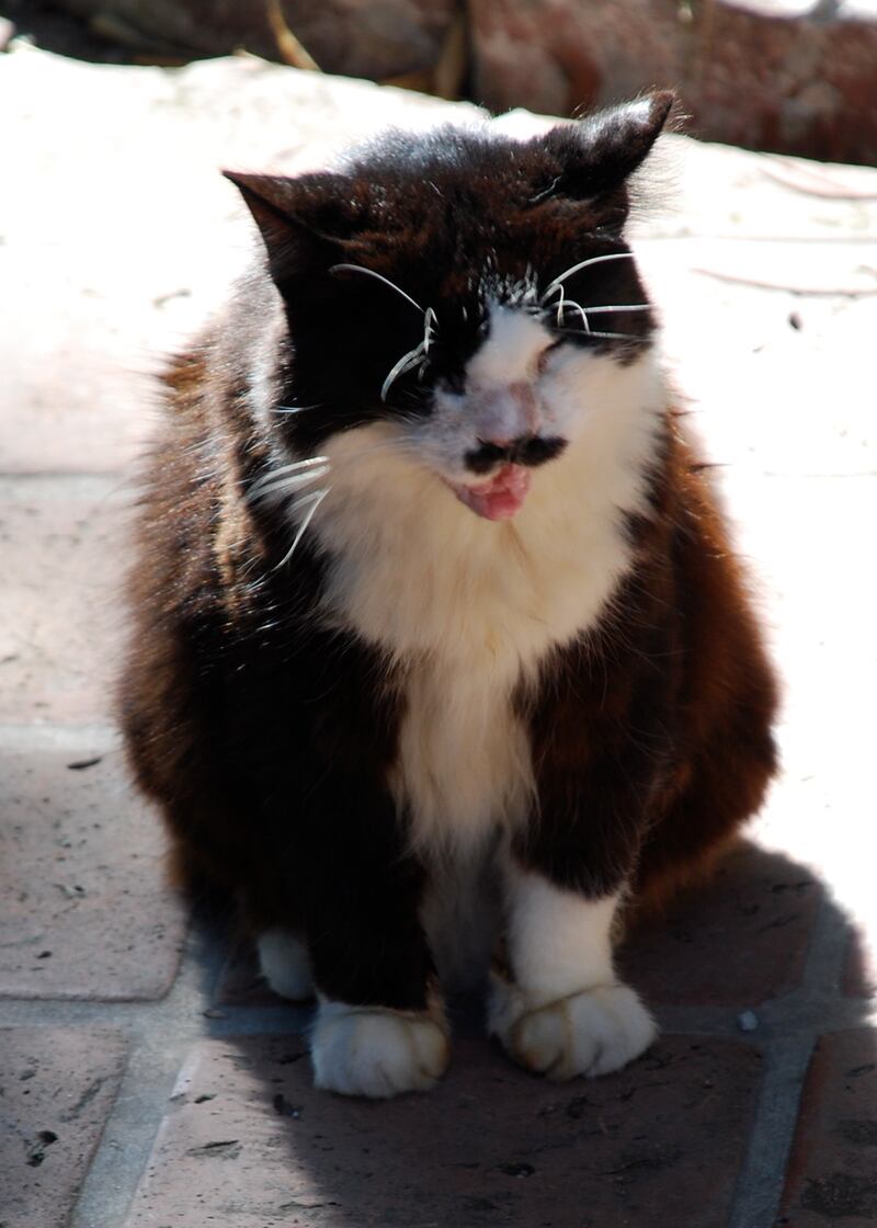 A six-toed cat in residence at the Hemingway House. Photo: Adam Fagen