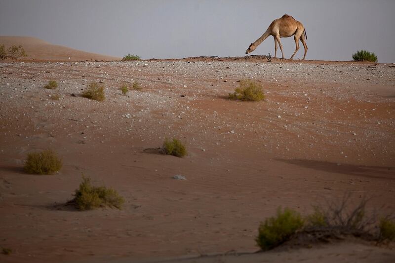 Madinat Zayed, United Arab Emirates, May 23, 2013: 
A camel checks the ground for edibles as she walks with her herd on Thursday evening, May 23, 2013, near the city Madinat Zayed in the Western Region of the UAE. Education and employment opportunities were limited in the past but development of Al Gharbia is beginning to open them up.
Silvia Razgova / The National

