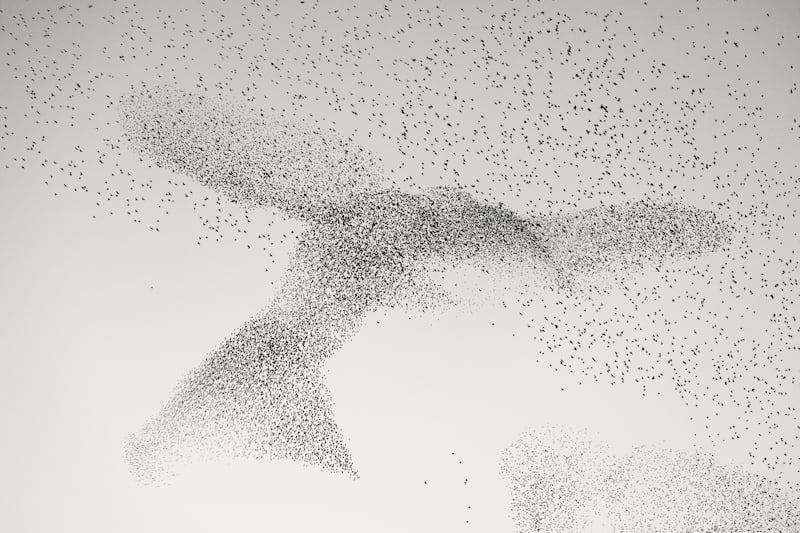 Starling Murmuration by Daniel Dencescu, taken in Rome, Italy, is another highly commended image. Daniel Dencescu / PA