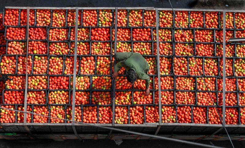 A labourer arranges tomatoes in crates at a market in Lahore on November 24, 2019.    / AFP / Arif ALI
