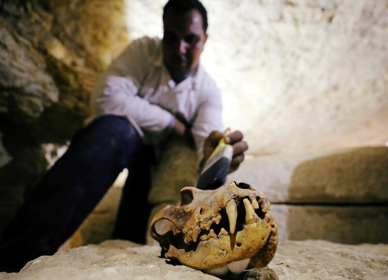 Egyptian antiquities worker brushes a deceased animal's skull inside the recently discovered burial site in Minya, Egypt. Mohamed Abd El Ghany / Reuters