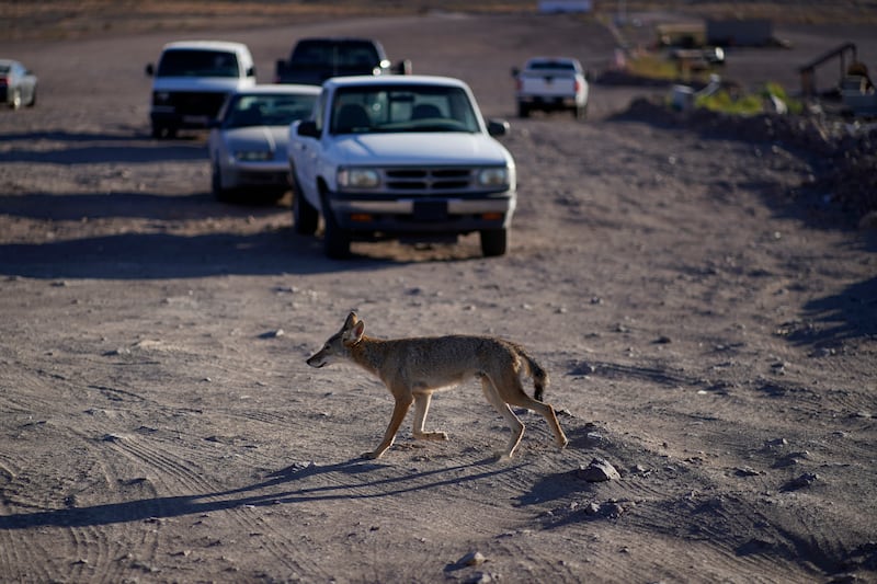 A coyote walks across dry land that was once under the waters of Lake Mead. AP