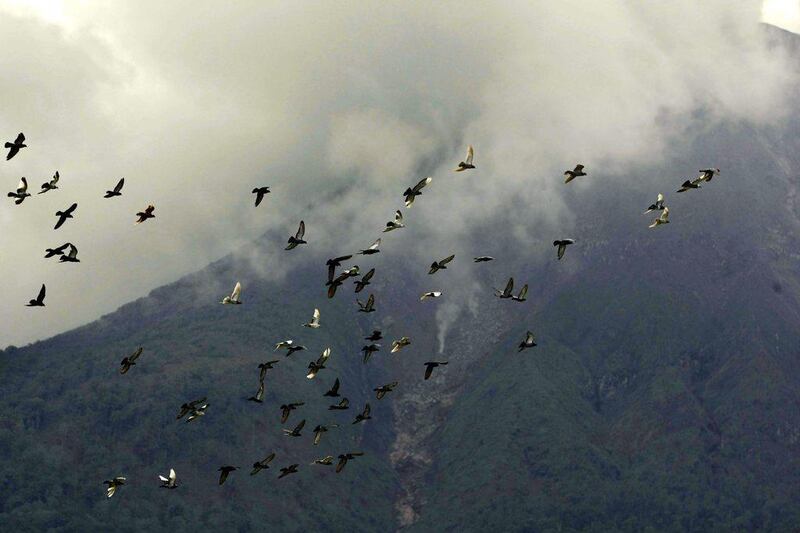 Pigeons fly as mount Sinabung spews volcanic smoke at Berastepu village, Karo, North Sumatra. Dedi Sahputra / EPA 
