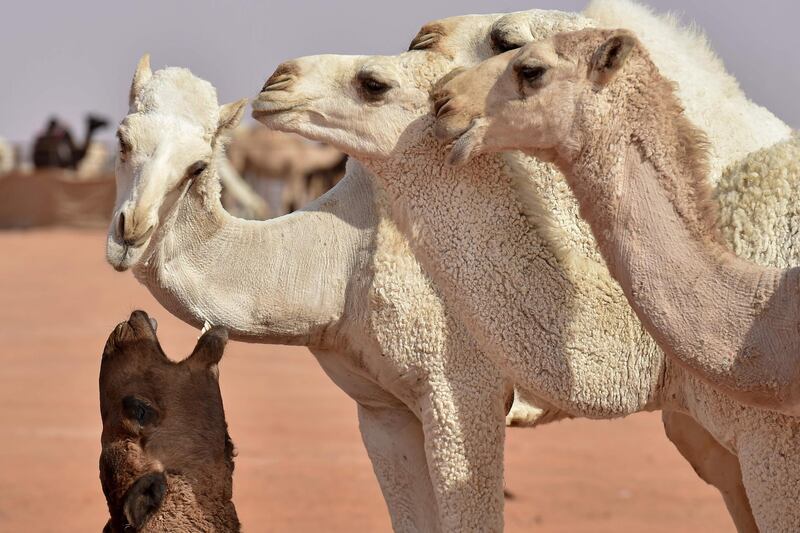 Camels compete in the beauty pageant of the annual King Abdulaziz Camel Festival in Rumah. AFP