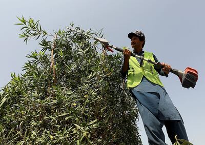 Umm Al Qwain, September, 19, 2018: Municipality worker cuts the Damas tree in Umm Al Qwain. Satish Kumar for the National/ Story by  Ruba Haza