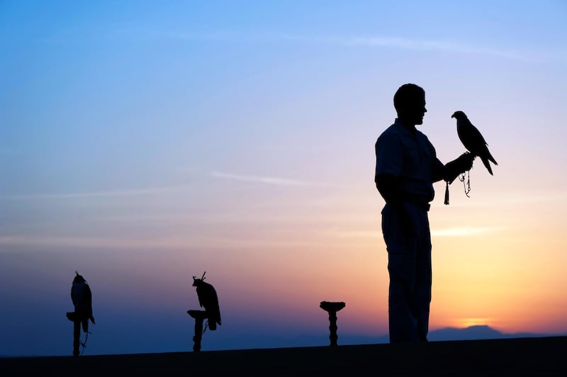 Falconry at Al Maha Desert Resort in Dubai