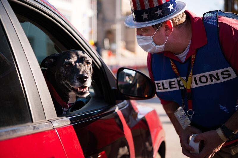 A dog is seen in a car window as John Eddy, 52, collects absentee ballots from voters as they drive past the Cuyahoga County Board of Elections in Cleveland, Ohio on October 16. AFP