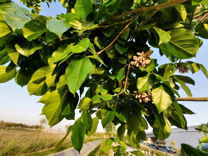 The millettia pinnata tree in Mushrif Park, Dubai, which is the host plant for the butterfly. Photo: Angela Manthorpe