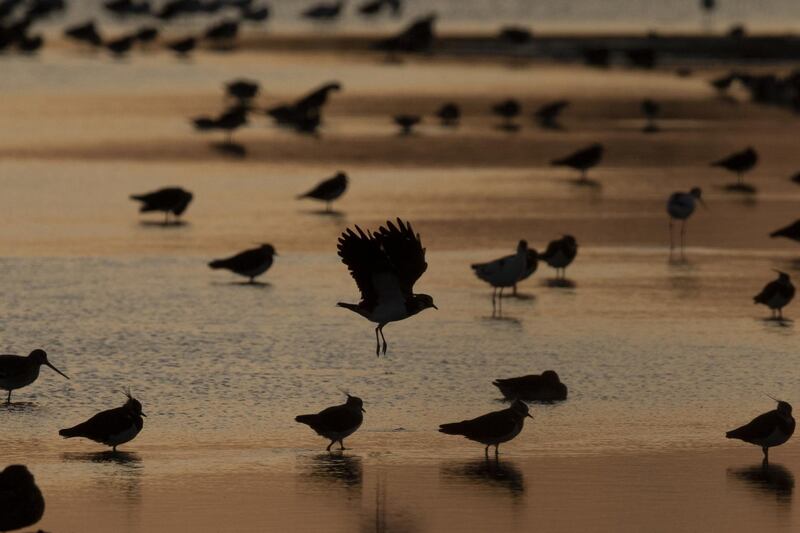 Wading birds including Avocet, Lapwing, Redshank and Bar Tailed Godwits gather on a pond at the RSPB's Cliffe Pools reserve at sunset in London, England.  Getty Images