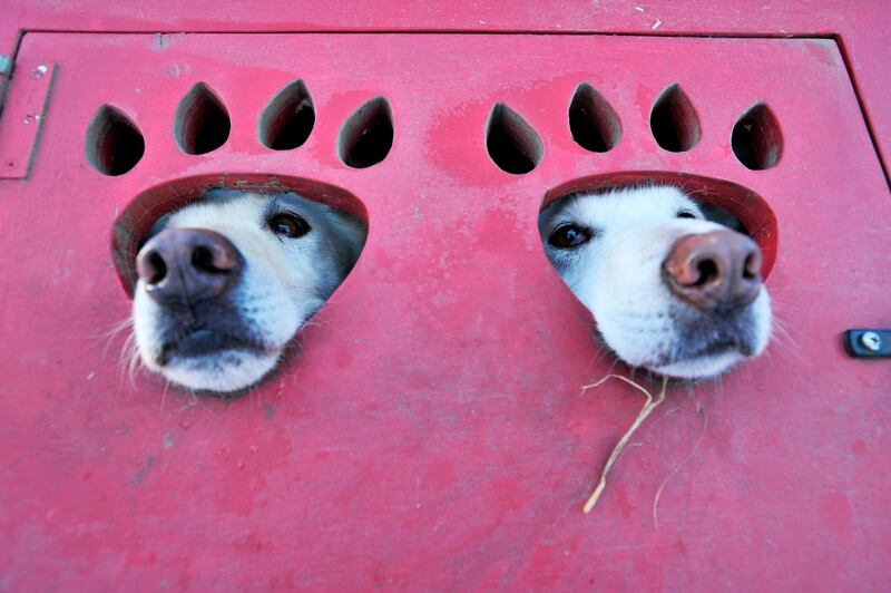 Members of Marla Brodsky's sled dog team sit and wait in the transport truck during the second annual Blue Mountain Sled Dog and North Country Musher's mid distance Sled Dog Race in Grantham, New Hampshire. AFP