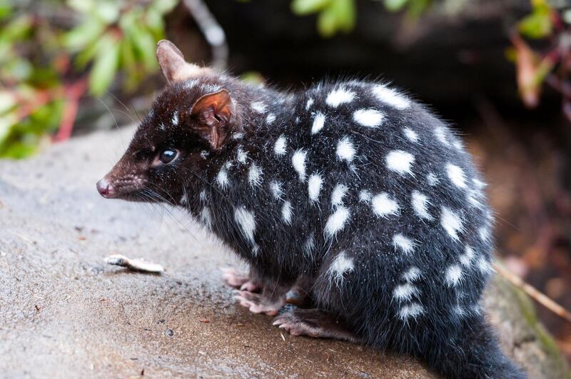 Eastern Quoll (Dasyurus viverrinus)Found in the Cradle Mountain - Lake St. Clair National Park in Tasmania in the Devils@Cradle Center. Getty Images