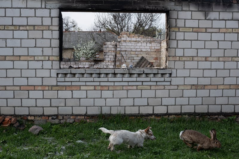 A dog chases a hare by the wall of a burnt house in Fenevychi. Getty Images