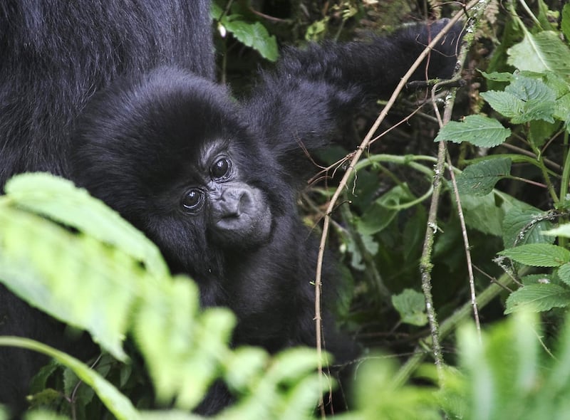 TO GO WITH AFP STORY BY AUDE GENET
This photo take on June 17, 2012, shows a young member of the Agashya family of mountain Gorillas frolicking in dense undergrowth at the Virunga National park in Rwanda. For ten years the number of mountain gorillas has shown a steady growth in the Virungas mountains, which is shared by Rwanda, Uganda and Democratic Republic of Congo (DRC). The large primates in the national park now number about 480 individuals, out of a world population of 790.  This trend, achieved despite chronic armed conflict across the D.R. Congo border that adjoins the gorilla habitat, is essentially the result of sustained fight against poaching, say the Rwandan authorities. AFP PHOTO / AUDE GENET (Photo by Aude GENET / AFP)
