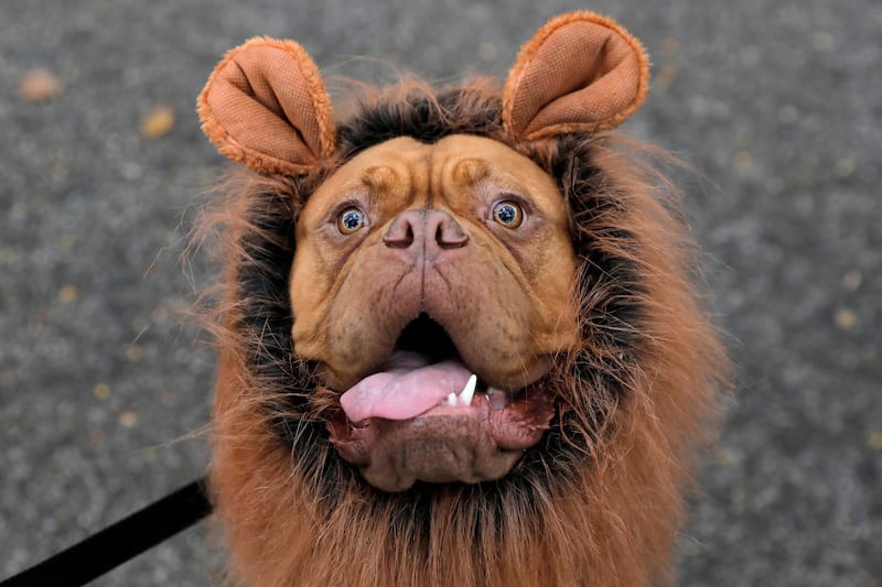 Frankie the French mastiff poses while dressed as a lion at the Tompkins Square Halloween Dog Parade in Manhattan, New York City. Reuters