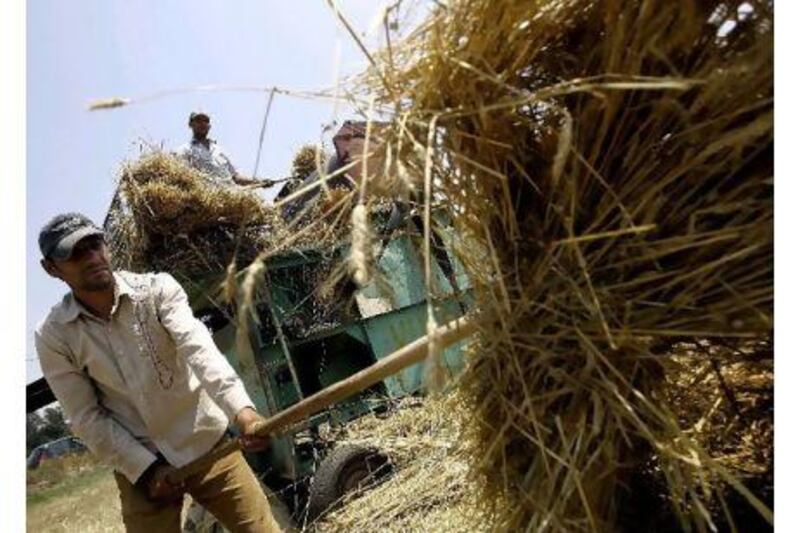 Lebanese farmers harvest wheat at a field in the area of Wadi Khaled in north Lebanon. Joseph Eid / AFP Photo