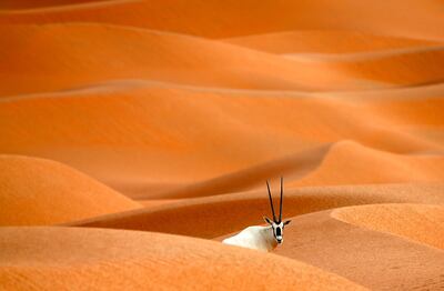 (FILES) This file photo taken on March 01, 2016 shows an Arabian Oryx at the Arabian Oryx Sanctuary in Umm Al-Zamool, some 290 kilometres south of Abu Dhabi near the border with Oman and Saudi Arabia.
The Gulf sultanate of Oman is looking to carve itself a new niche in ecotourism by opening up a sanctuary for one of the desert's most fabled creatures -- the Arabian oryx. / AFP PHOTO / KARIM SAHIB