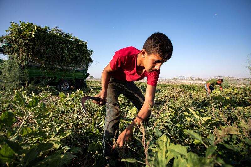 epa08536044 A worker cuts branches with eggplants at a field in the Jordan Valley, some 100km southwest of the capital Amman, in Jordan, 09 July 2020. Following the coronavirus disease (COVID-19) crisis and the closure of the borders with other countries, several farmers have no choice but to give away their products as the prices are falling.  EPA/ANDRE PAIN