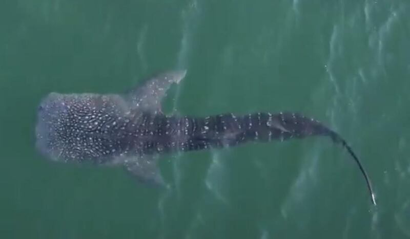 The six-metre whale shark had found itself in troubled waters