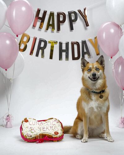 Luna's pet parents spent Dh1,500 on her third birthday bash. Courtesy Howl & Growl