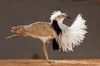 The game will introduce players to the houbara bustard 