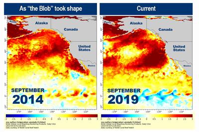 The last marine heatwave to hit the region was in 2014. NOAA