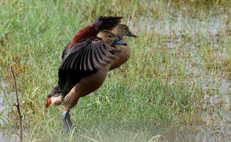 Fulvous whistling ducks or Dendrocygna bicolor seen in a wetland of outskirts in New Delhi, India.  Fulvous whistling duck, mainly habitat at fresh marshes and irrigated land, is a species of whistling duck found across the world.  EPA