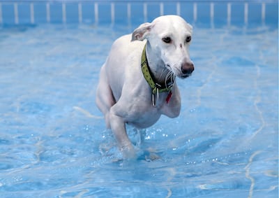 Sala, a three-legged saluki who was rescued by House of Hounds, playing in the pool at Pet Pavilion. Victor Besa / The National