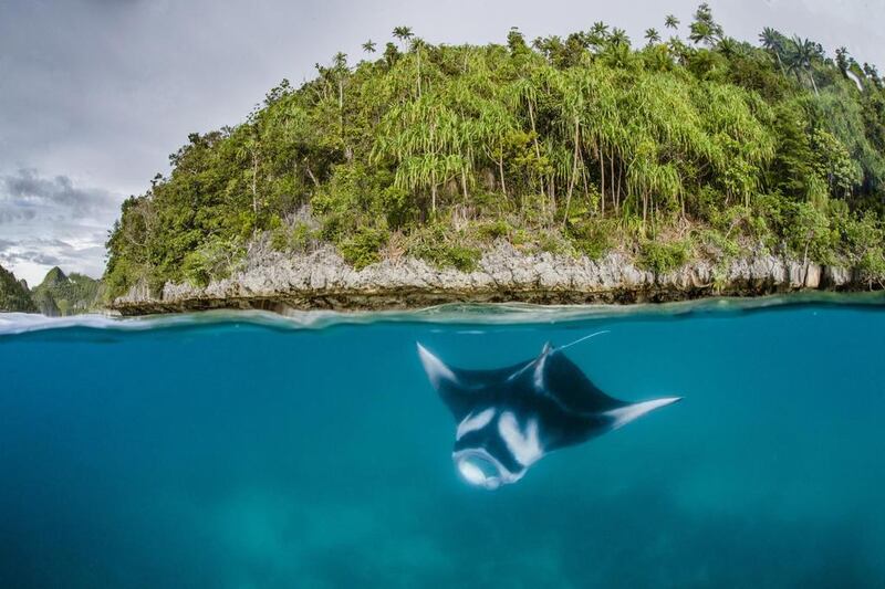 Two types of rays exist in Indonesia, the manta and the mobula. Both are killed for their plankton-filtering gills, which are used for medicinal concoctions, mainly in China. AFP / Conservation International