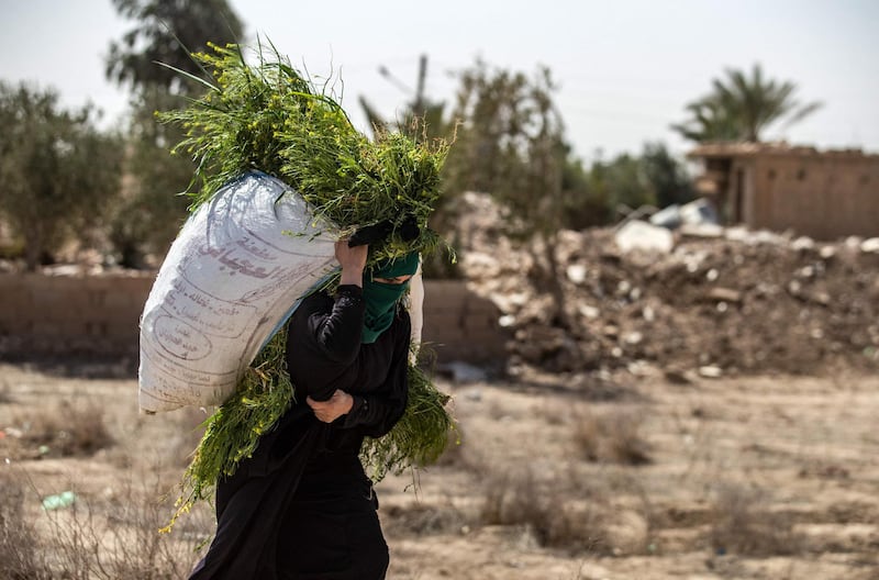 A woman carries freshly harvested grass for cattle as passes buildings damaged by fighting in ISIS' last stand, which took place in the village of Baghouz in Syria's northern Deir Ezzor province, two years ago. AFP