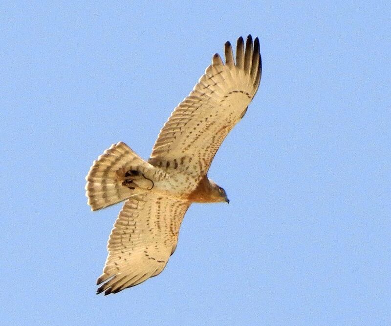 Short-Toed eagle.